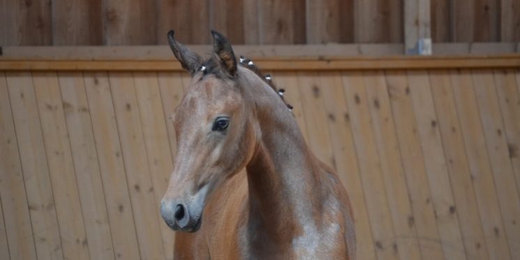 Hofeigenes Stutfohlen von Dschehim ox