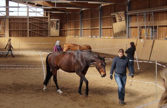 Anschließend wurde im Roundpen geübt