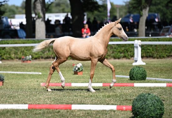 Reitponystutfohlen Real Gold (Rivers Dancing AS – BKS White Light – Tassilo)