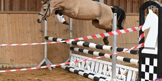 Reitponystute Hesselteichs Caprice von Can Do v.H. – Gandalf – Merlin (Besitzer Nancy Carolin Schneider) am Sprung