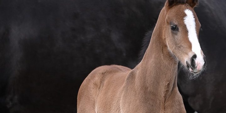 Das erste Fohlen ist da. Hengstfohlen Esprit de Novo von Escolar aus unserer Stute De Nira von De Niro – Quando Quando – Sandro – Delano.