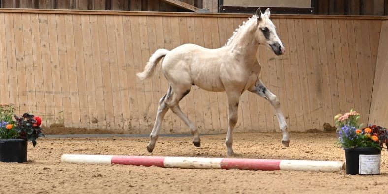 Championatshengstfohlen und Sieger bei den Hengst- und Stutponyfohlen wurde „Copilot“ von Soel´rings Cuvee aus der Mama Mia von Marsvogel xx (Züchterin Monique Karras)